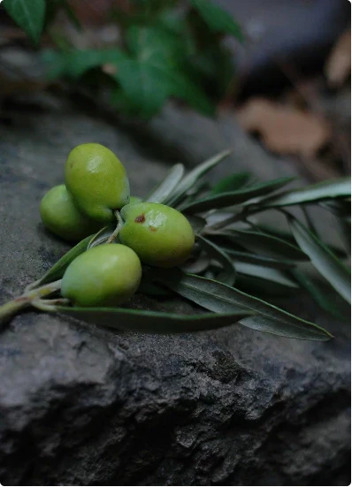 🌿 El Oro Líquido de la Cosecha Temprana